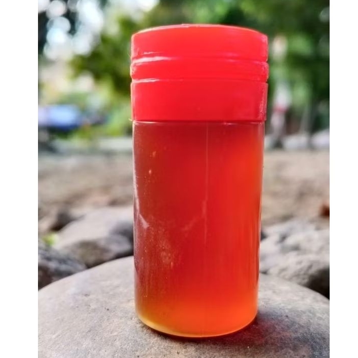 madu hutan sumatera madu hutan sumatera asli madu hutan sumatera dan sumbawa madu hutan sumatera pac