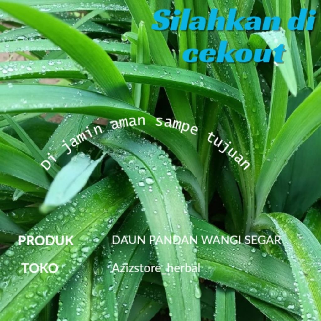 

daun pandan wangi segar langsung petik berat 250 gram