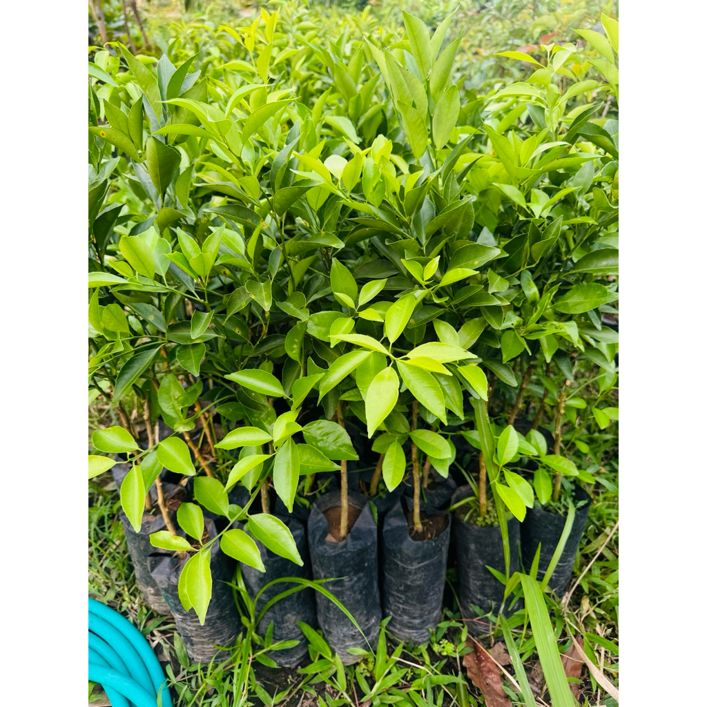 BIBIT JERUK SIAM MADU MALANG