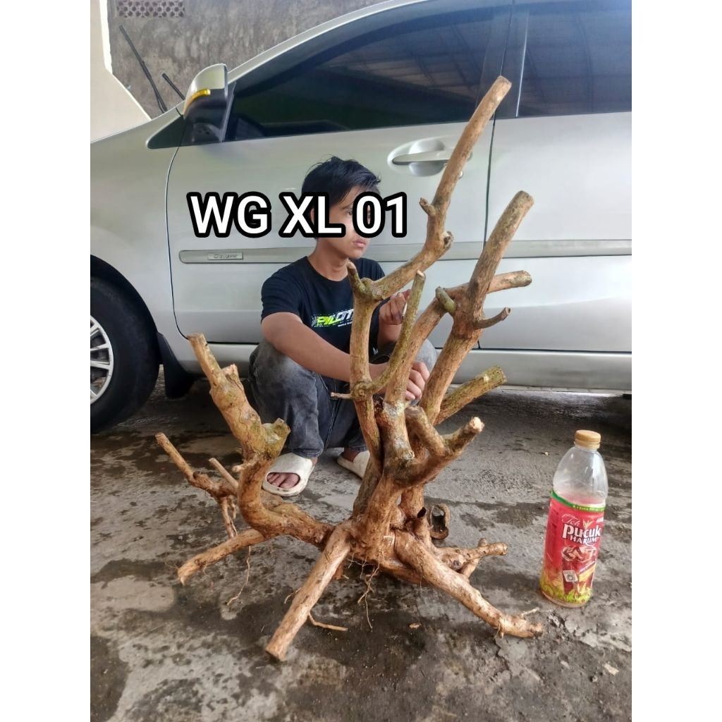 bahan dongkelan wahong gunung XL raaf ting