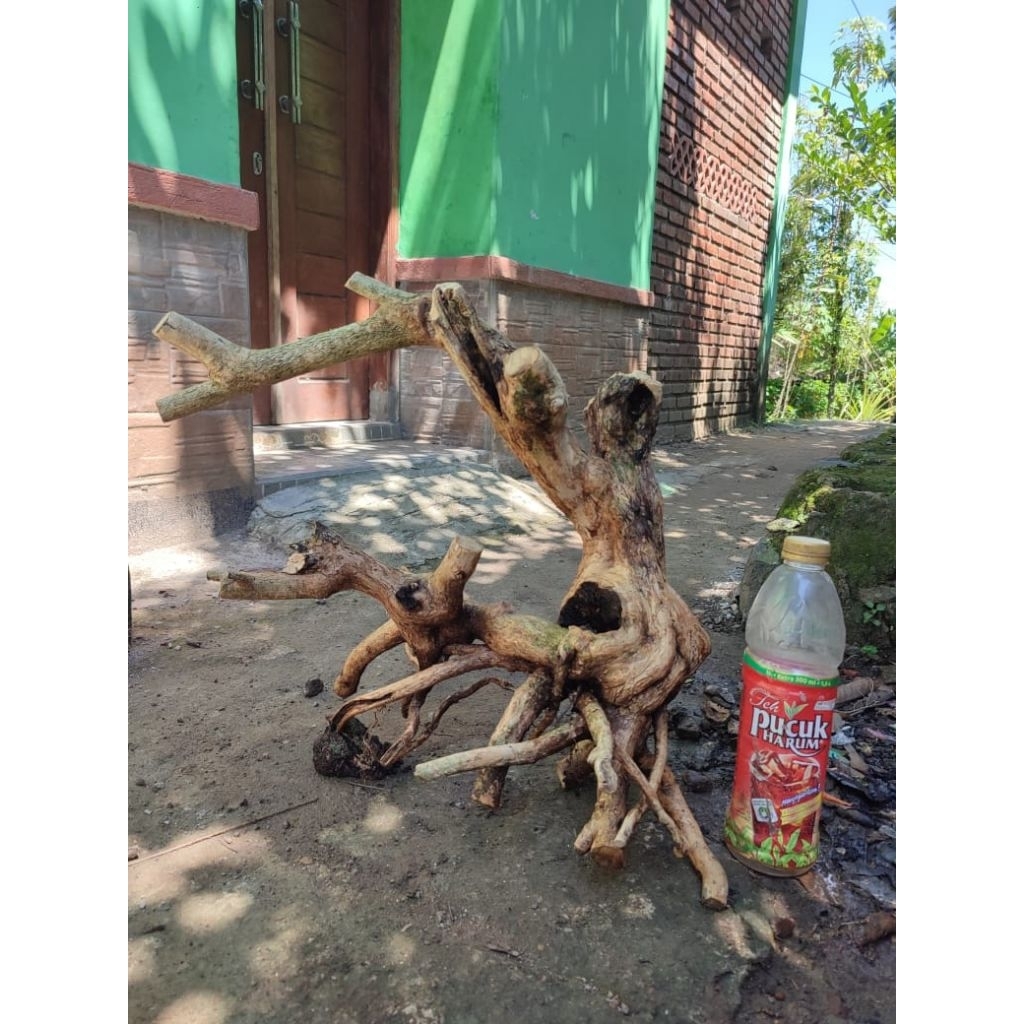 bahan bonsai wahong gunung berkarakter unik xl