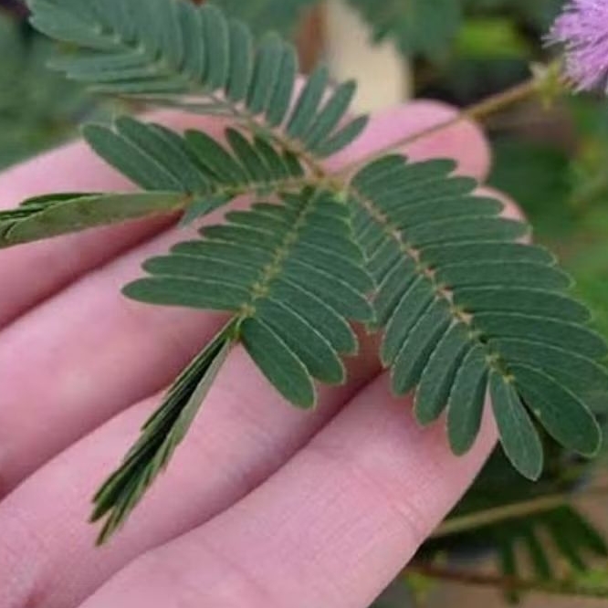 

daun pitri malu 250g