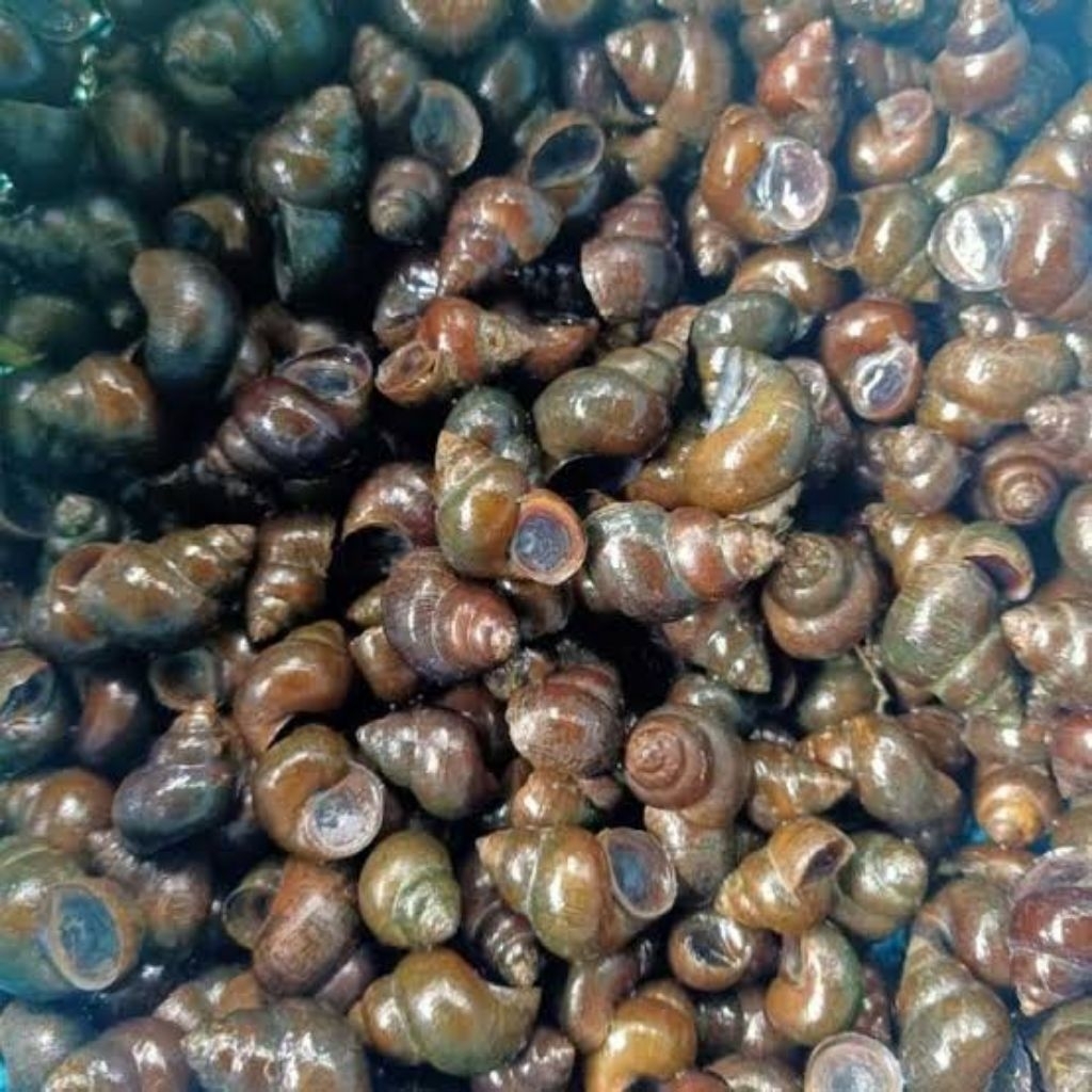 

keong sawah press 500g