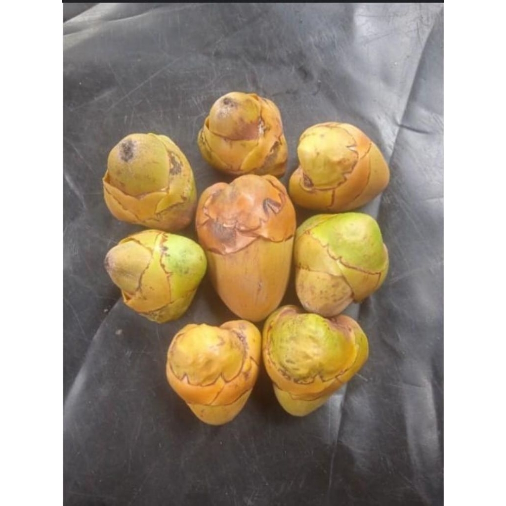 

Beluluk pentil kelapa muda fres dan segar per 10 biji