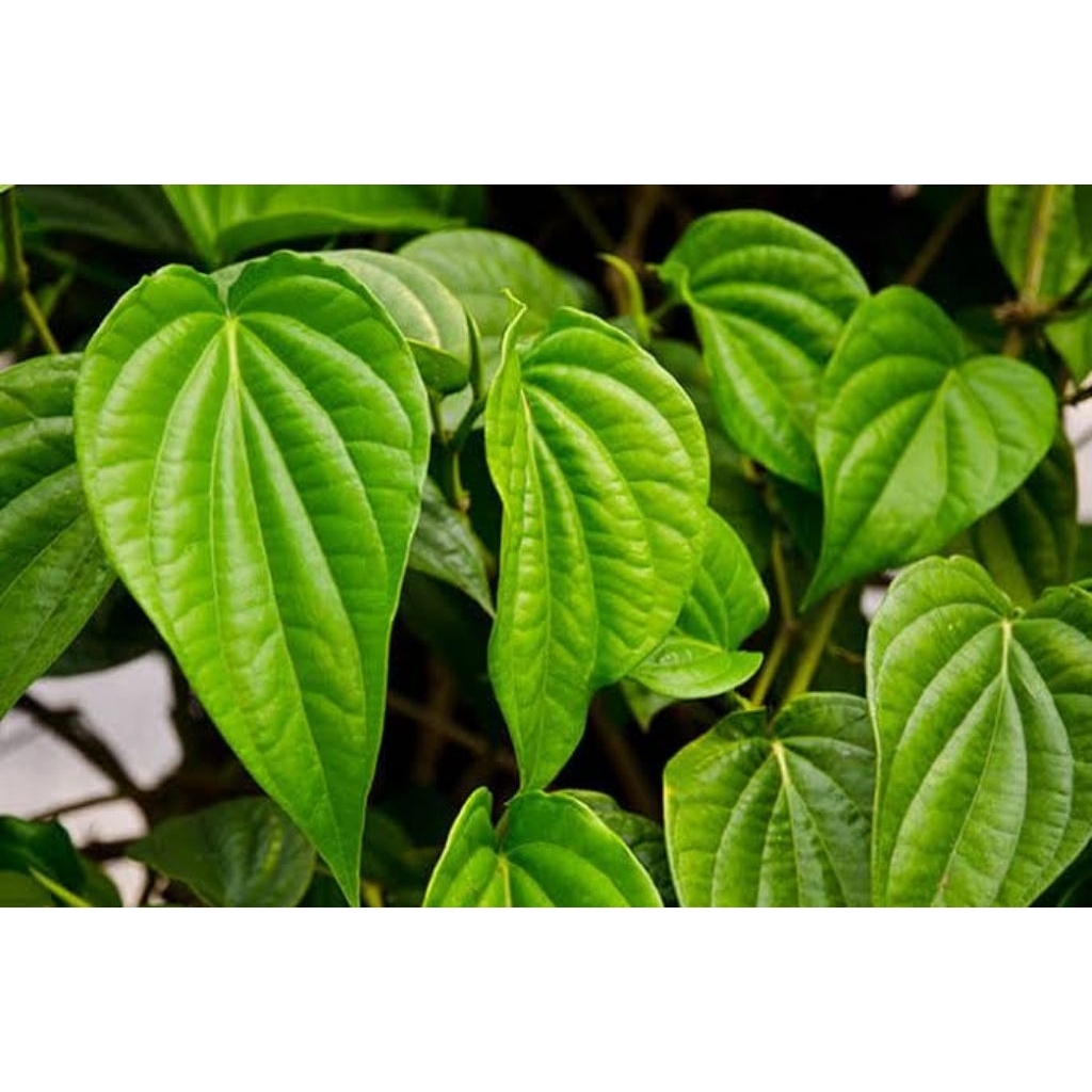 

Daun Sirih segar hijau 500gr