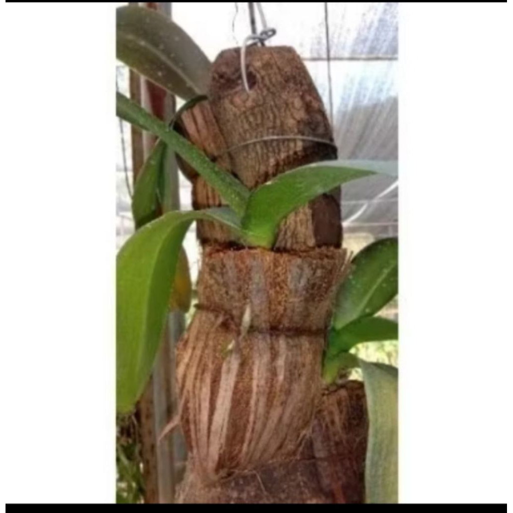 media tanam serabut kelapa/media tanam anggrek tapas sabut kelapa