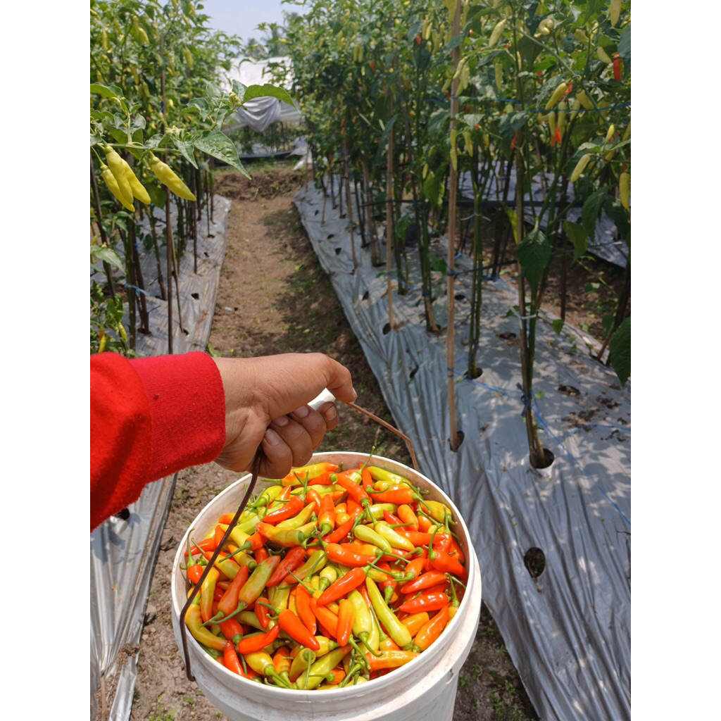 

CABAI RAWIT SUPER 1KG