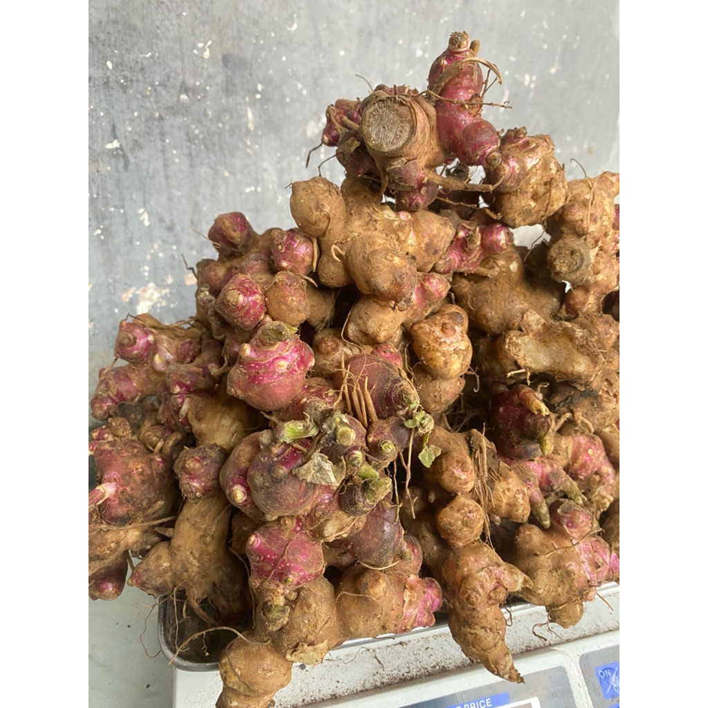 bibit rimpang ubi yacon 500 gram