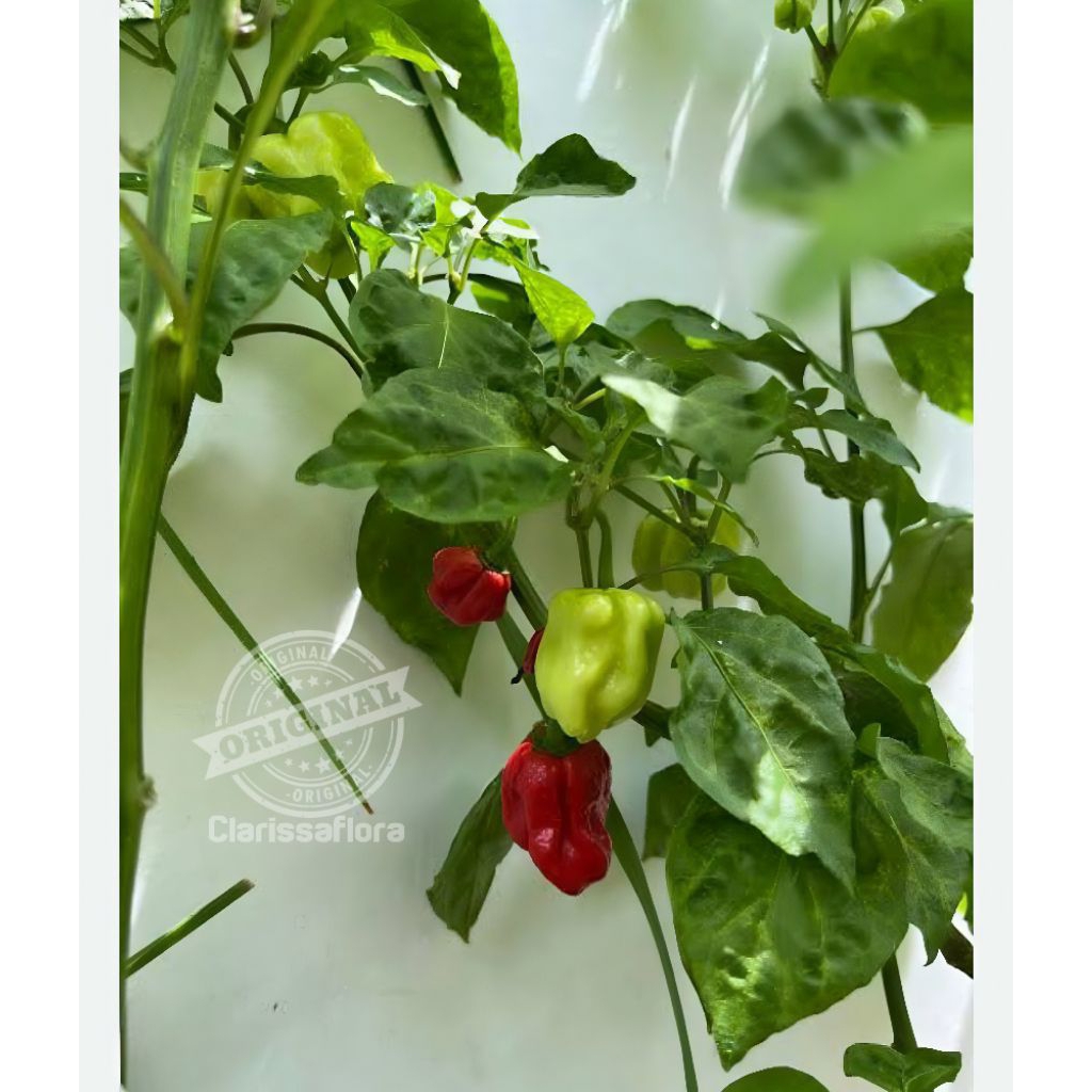 ( LAGI PROMO ) Tanaman cabai rawit katokkon / pohon cabe rawit katokkon