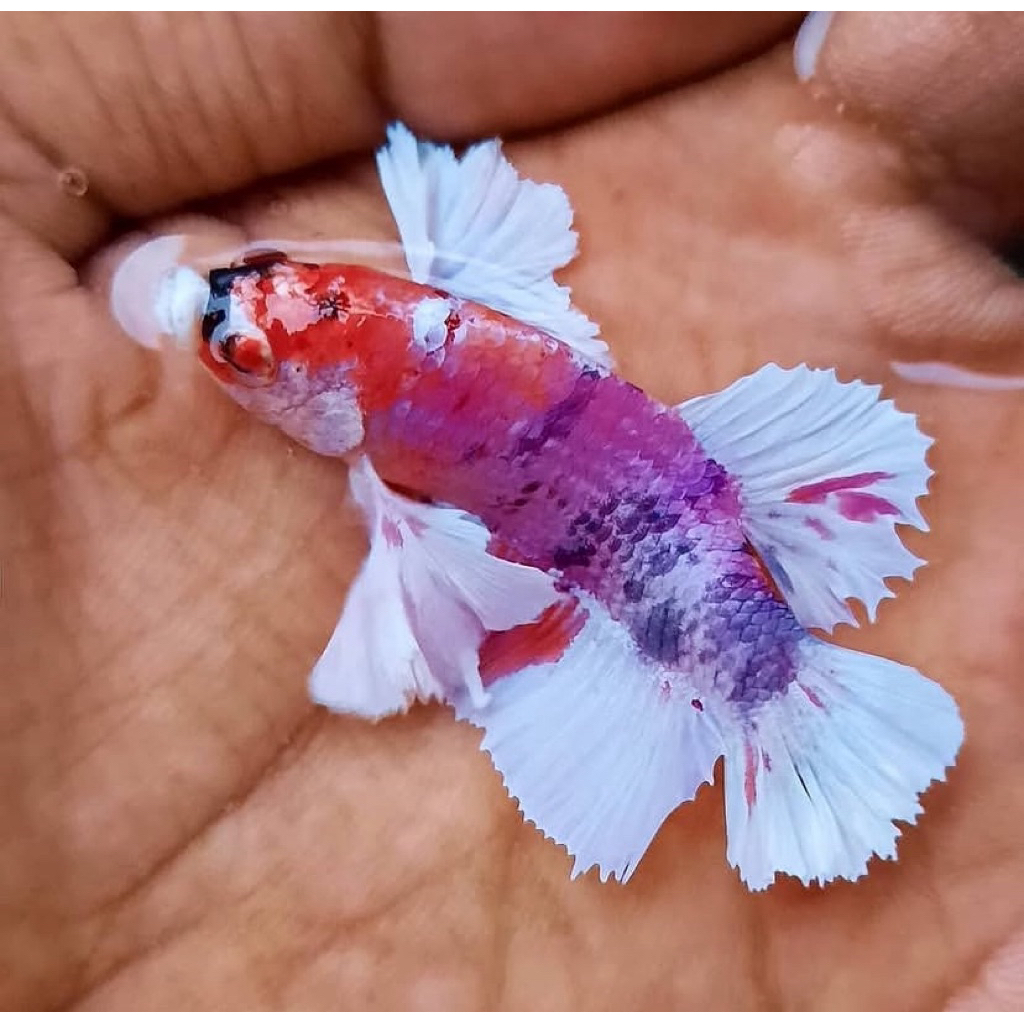 cupang big ear jantan istimewa, mental galak, cocok untuk hiasan dirumah