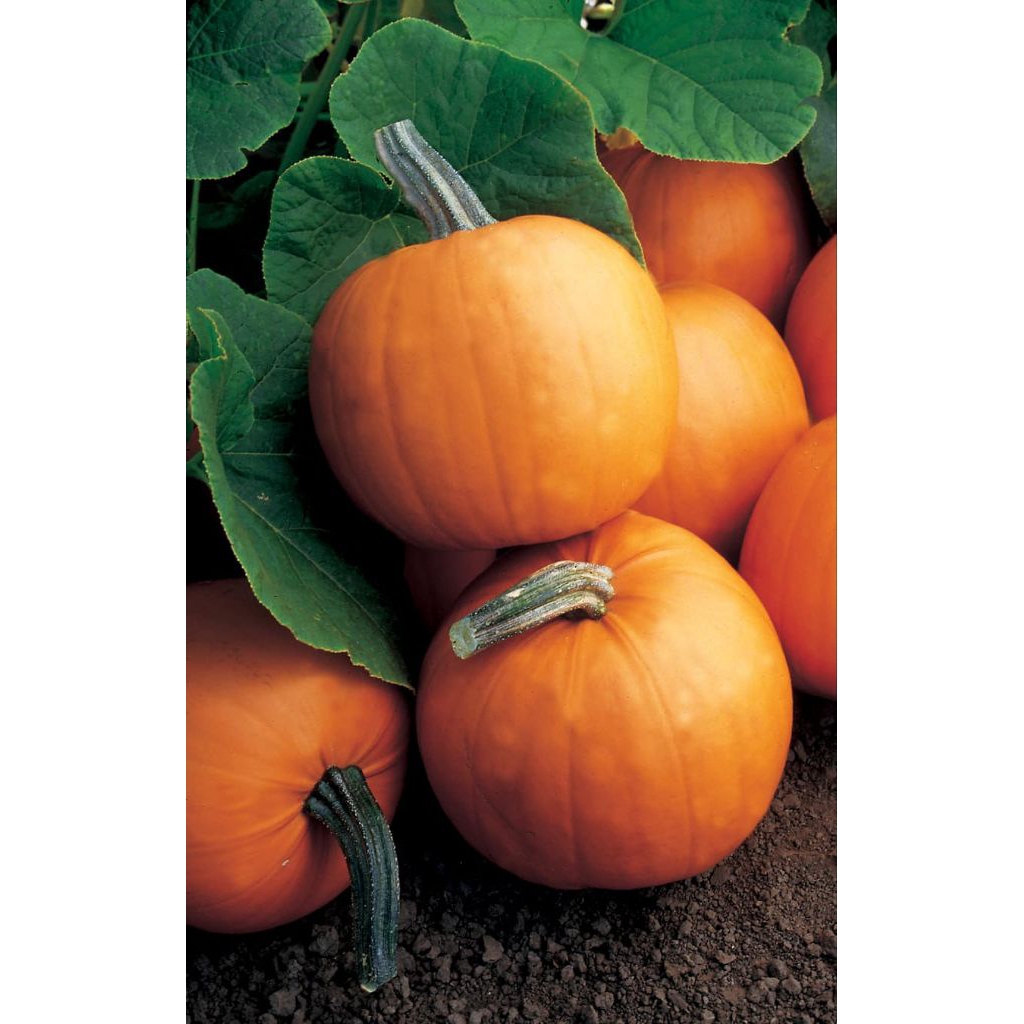 

2kg PUMKIN/KABOCHA ORANGE