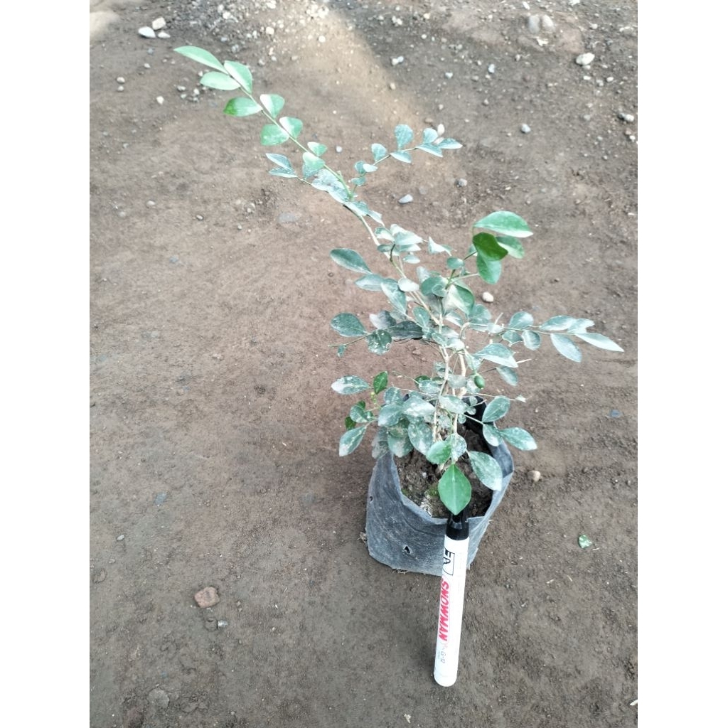 Tanaman Kemuning Bahan Bonsai