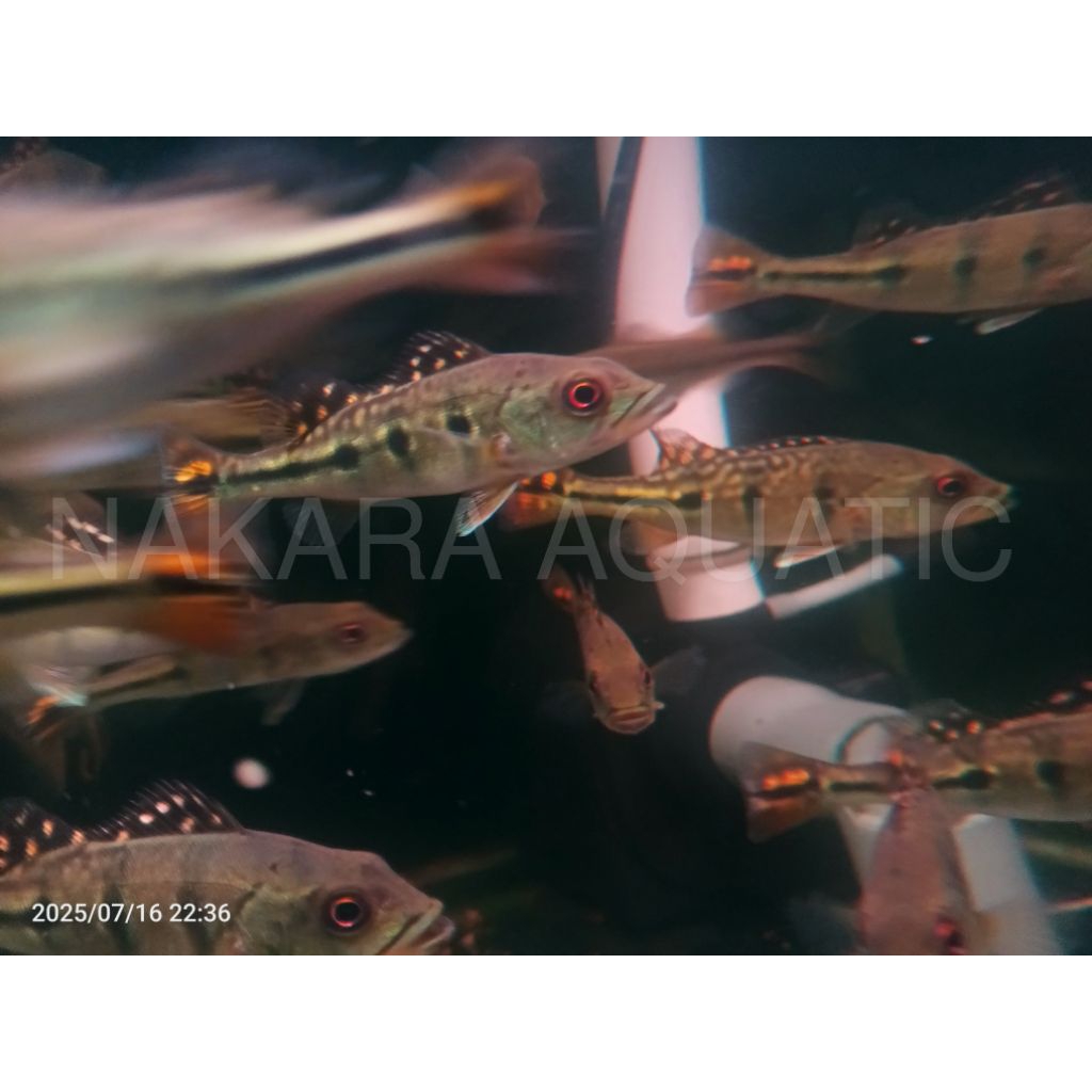 Pbass Kelberi bahia 7-8cm