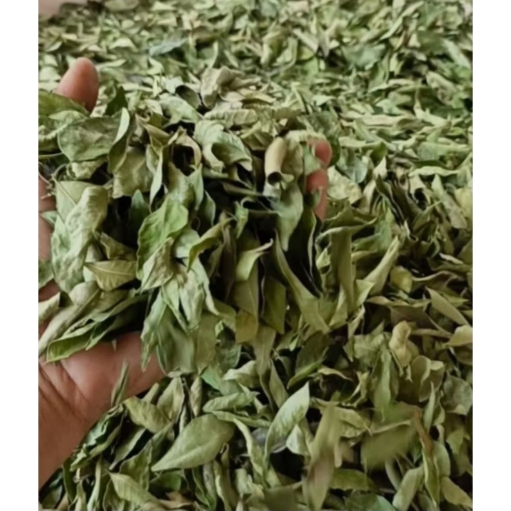 

Daun salam kering organik 50 gram isi banyak