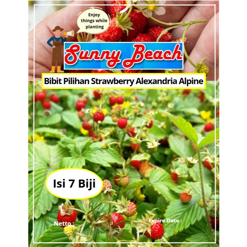 Bibit Pilihan Strawberry Alexandria Alpine | Biji Benih Strawberry Alexandria Alpine | Strawberry Al