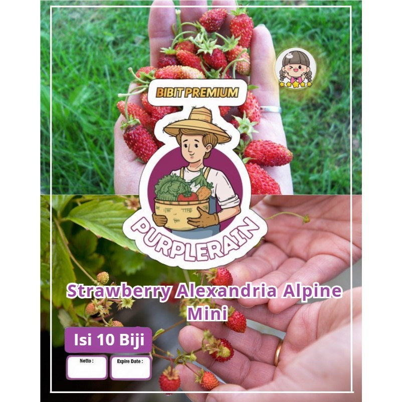 Bibit Premium Strawberry Alexandria Alpine Mini | Biji Benih Strawberry Alexandria | Strawberry Alex