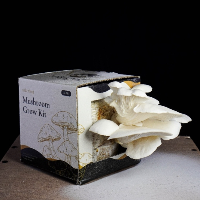White Oyster - Mikoologi Mushroom Grow Kit (Hiasan - Hampers - Kado - Hantaran - Edukasi)
