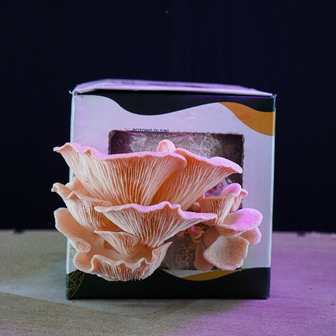 

Pink Oyster - Mikoologi Mushroom Grow Kit (Hiasan - Hampers - Kado - Hantaran - Edukasi)