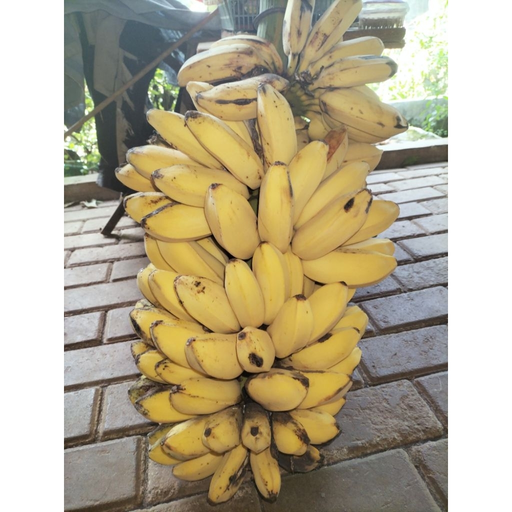 

Pisang Kepok Emas 1 sisir