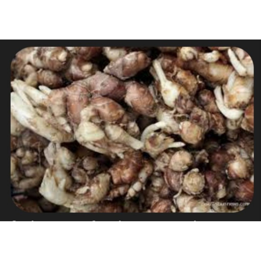 

Kencur segar 1 Kg Untuk seblak