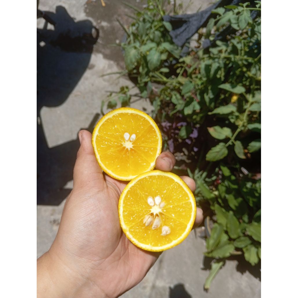 

jeruk peras baby Java