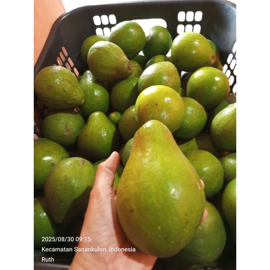 

Alpukat mentega lokal Blitar