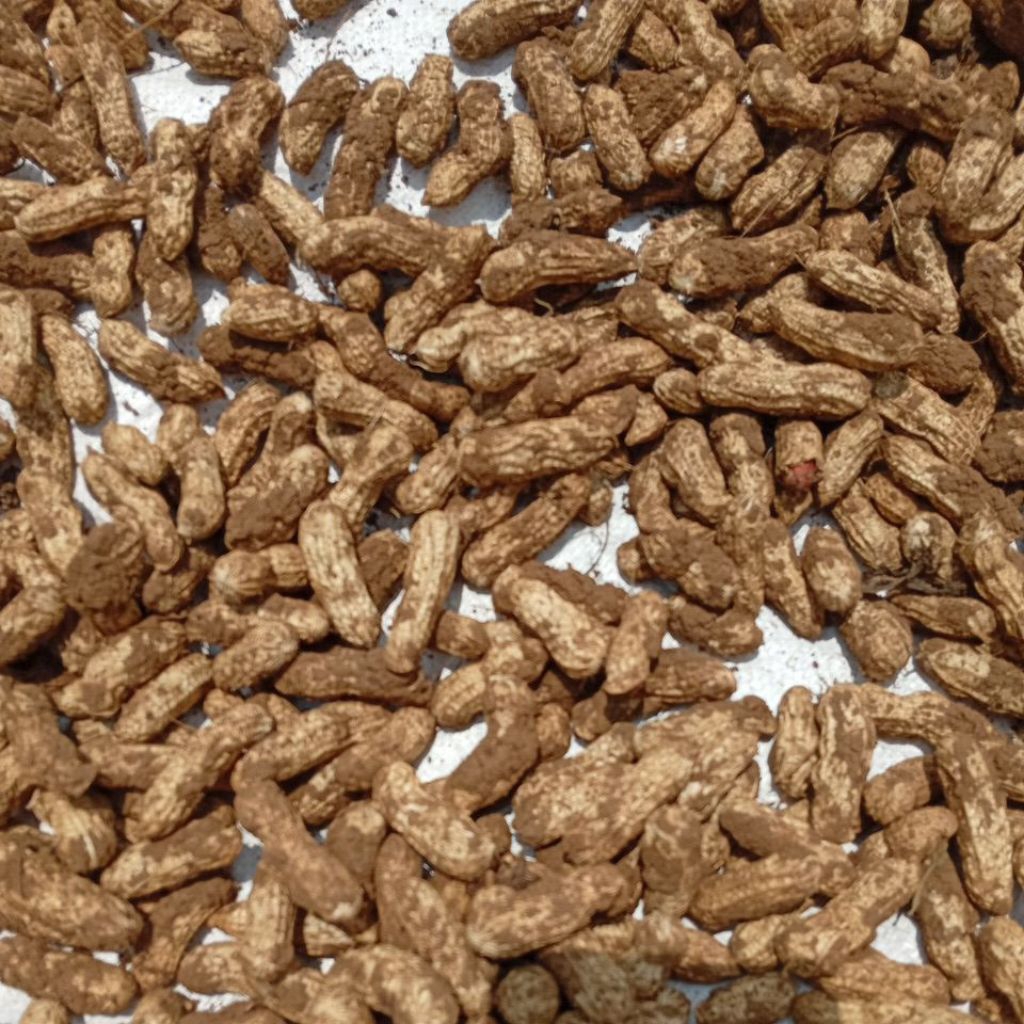 

kacang tanah baru nyabut