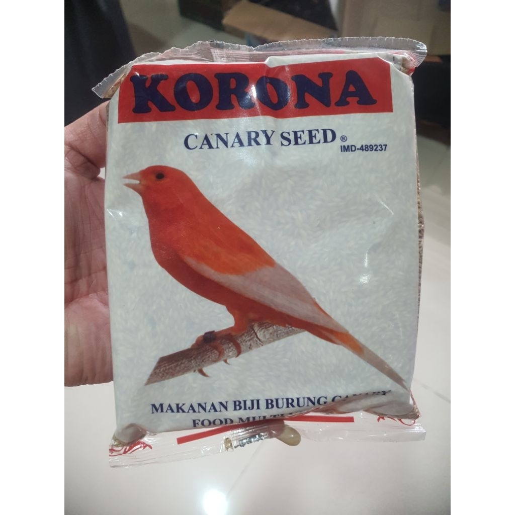 KORONA KENARI SEED POLOS