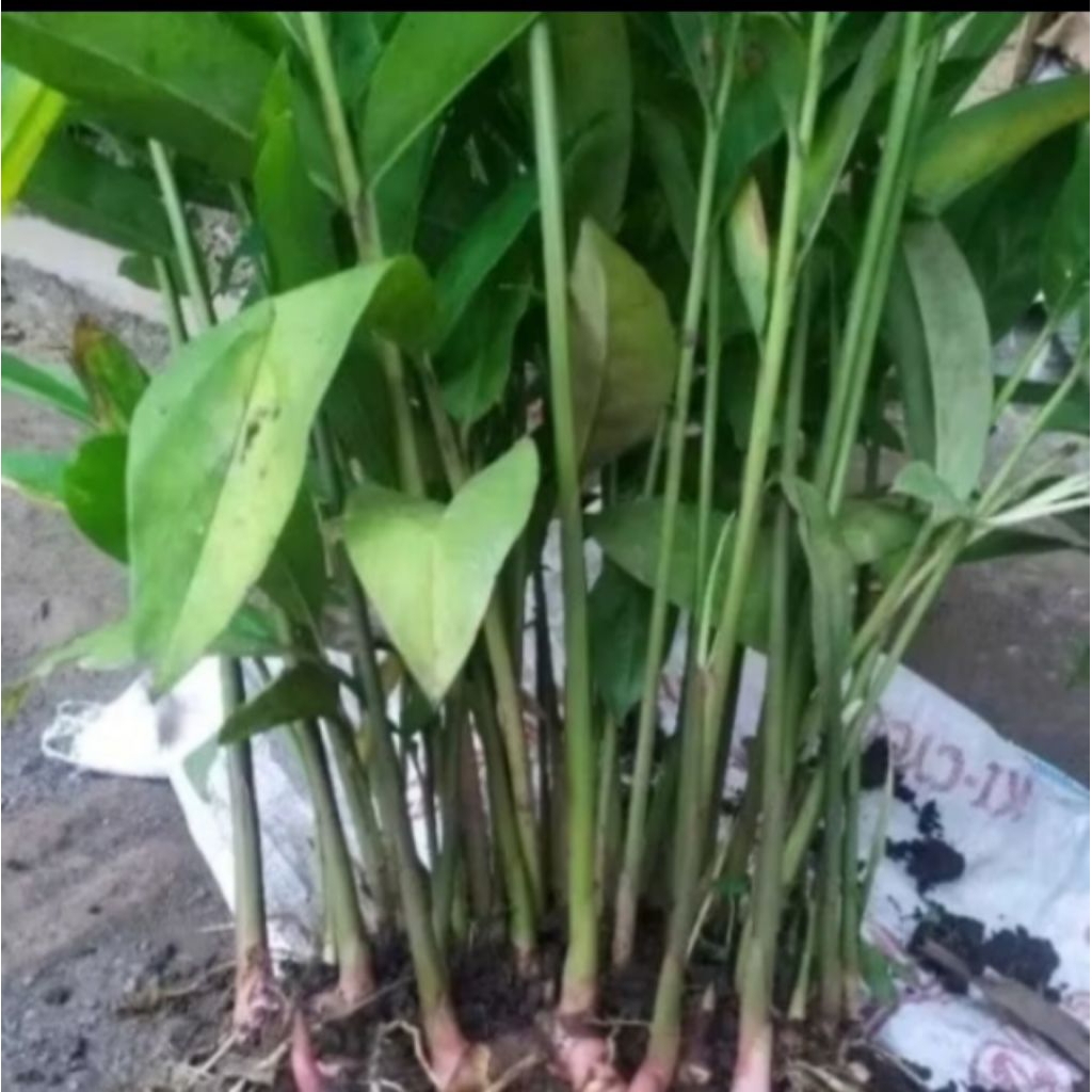 

bibit lengkuas rimpang lengkuas/ laja / laos