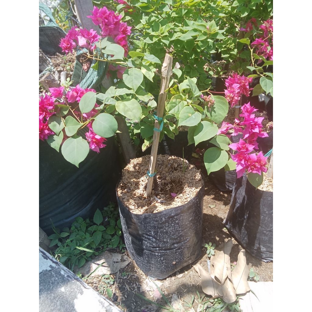 

bugenfil ungu tumpuk