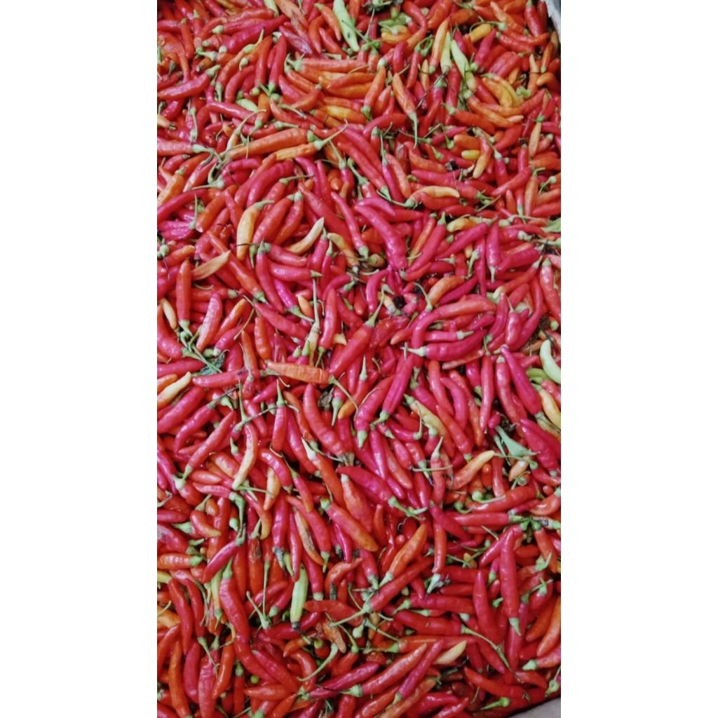 

CABE RAWIT MERAH SEGAD