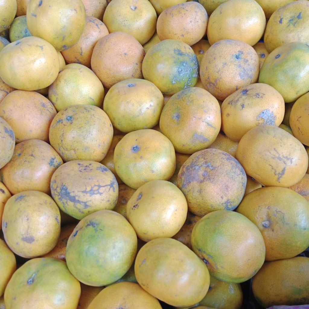 

Jeruk Brastagi/jeruk manis