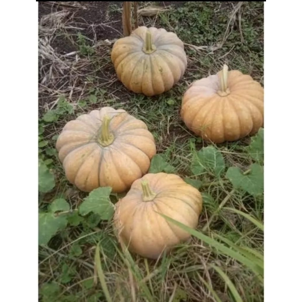 

Buah Labu Kuning/Waluh Tua Perbiji Untuk Olahan Makanan Manis Lembut Dan Segar.