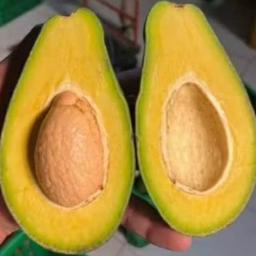 

ALPUKAT MENTEGA SUPER 1 KG ISI 3-4-5 BUAH FRESH