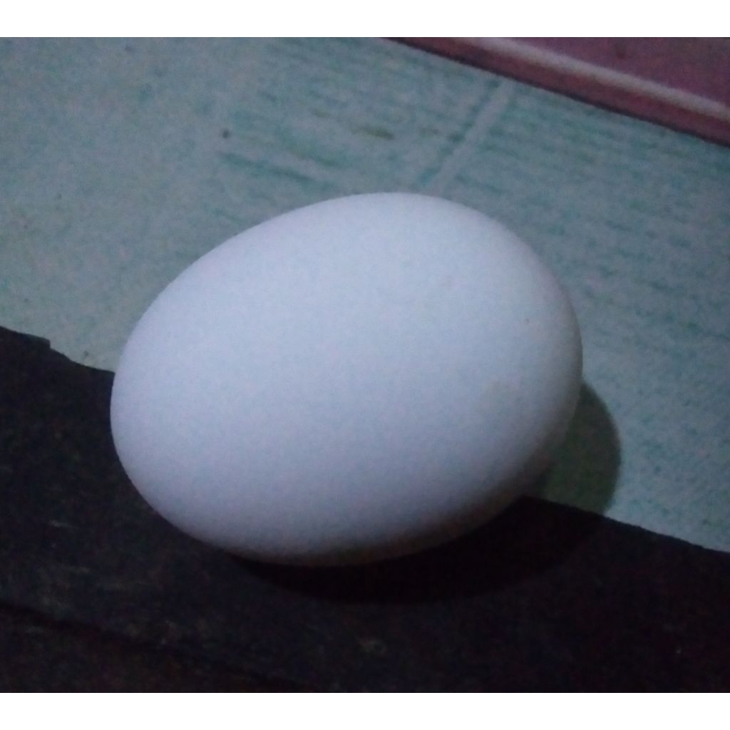 

Telur Fertil White Leghorn Ori