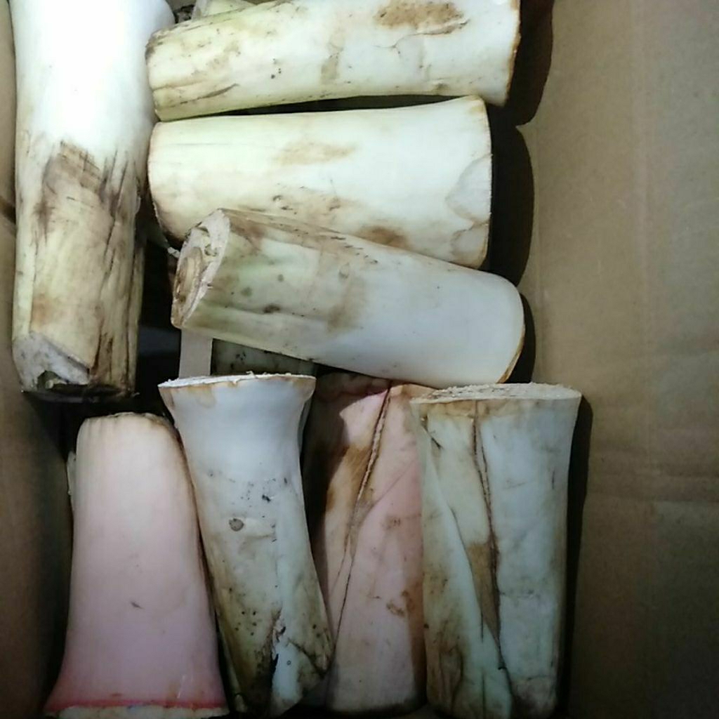 

Sayur Lompong Bentol Bentul Talas segar