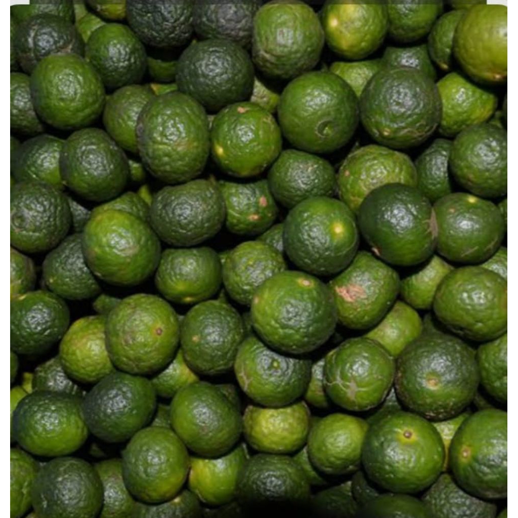 

Jeruk Limo / Jeruk Limau Ukuran 1kg Dipetik Langsung Dari Petani