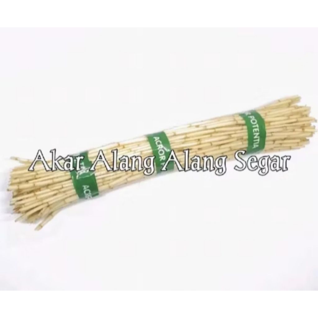 

Akar alang Alang segar 1kg