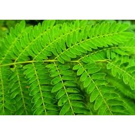 

Daun Lamtoro Kering | Daun Muda | Teh Herbal | 250gr