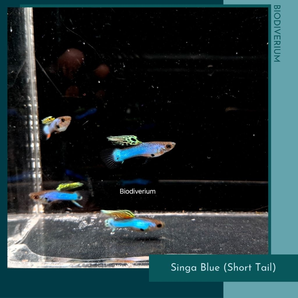 Stiker - Guppy Singa Blue Short Tail