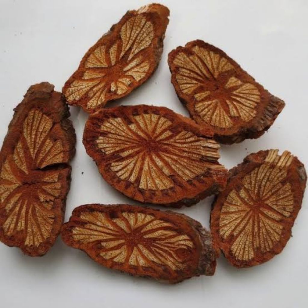 

Xie Feng Gen/Sanguinaria Canadensis/Bloodroot