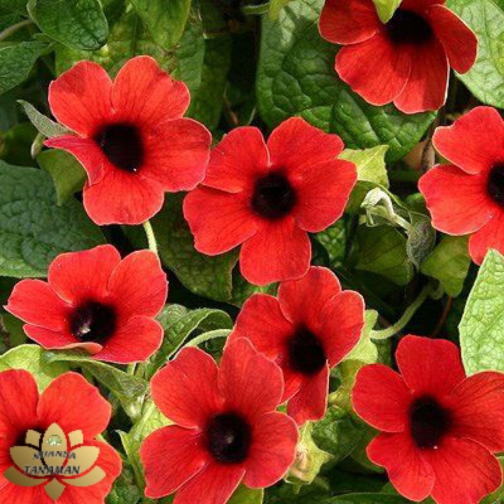 Tanaman Hias Rambat Pohon Tumbergia bunga Merah/Pohon Rambat Tumbergia/Pohon Pagar Tumbergia