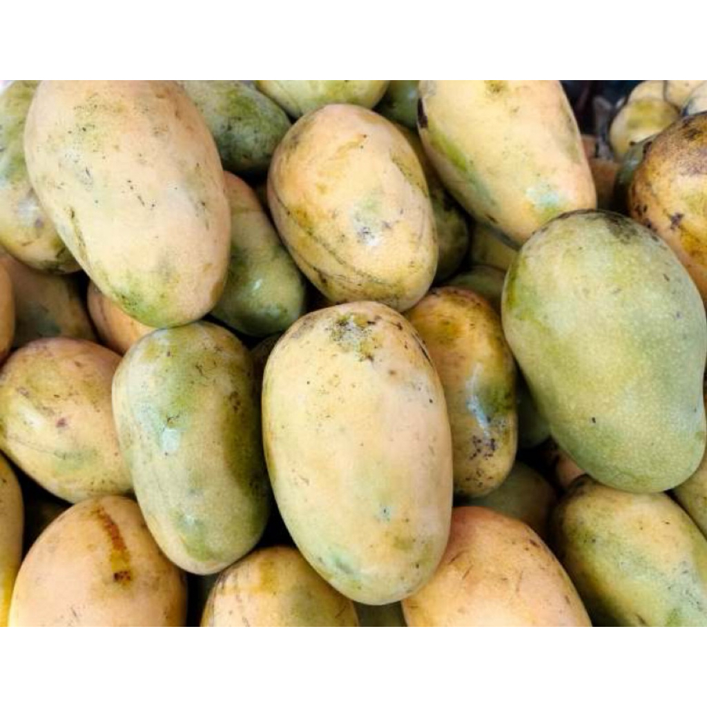 

mangga muda