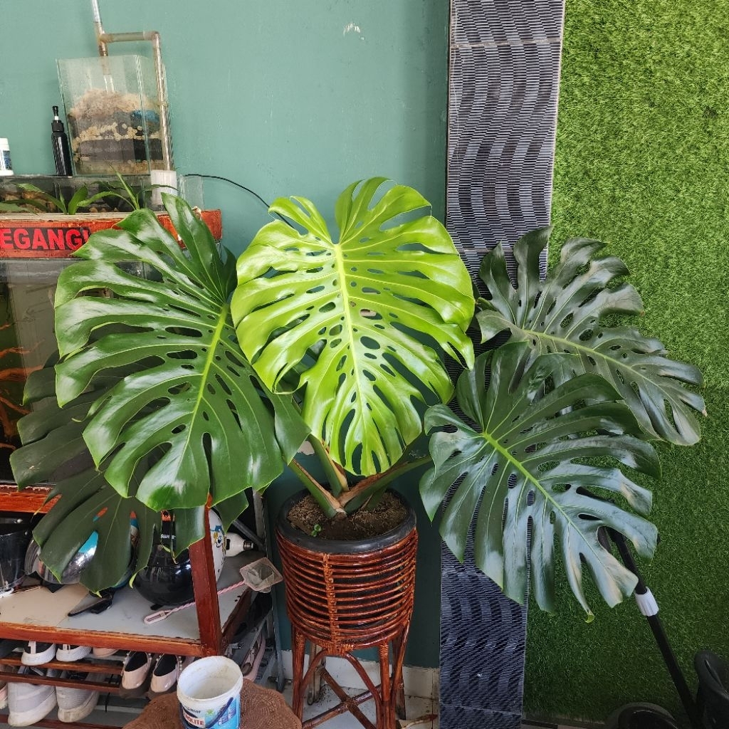 King Monstera Deliciosa Jumbo Size
