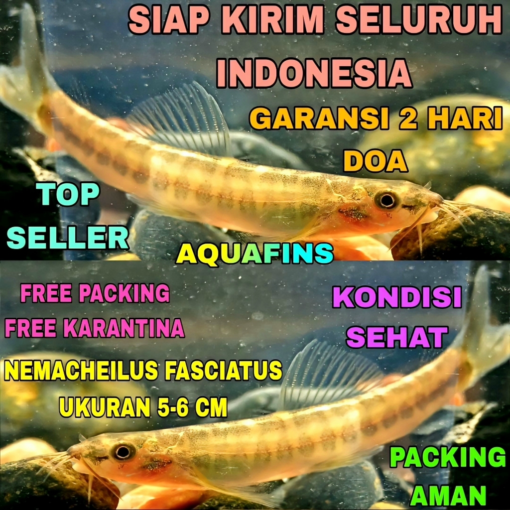 HIASAN UCENG INCOR NEMACHEILUS FASCIATUS UKURAN 5-6 CM