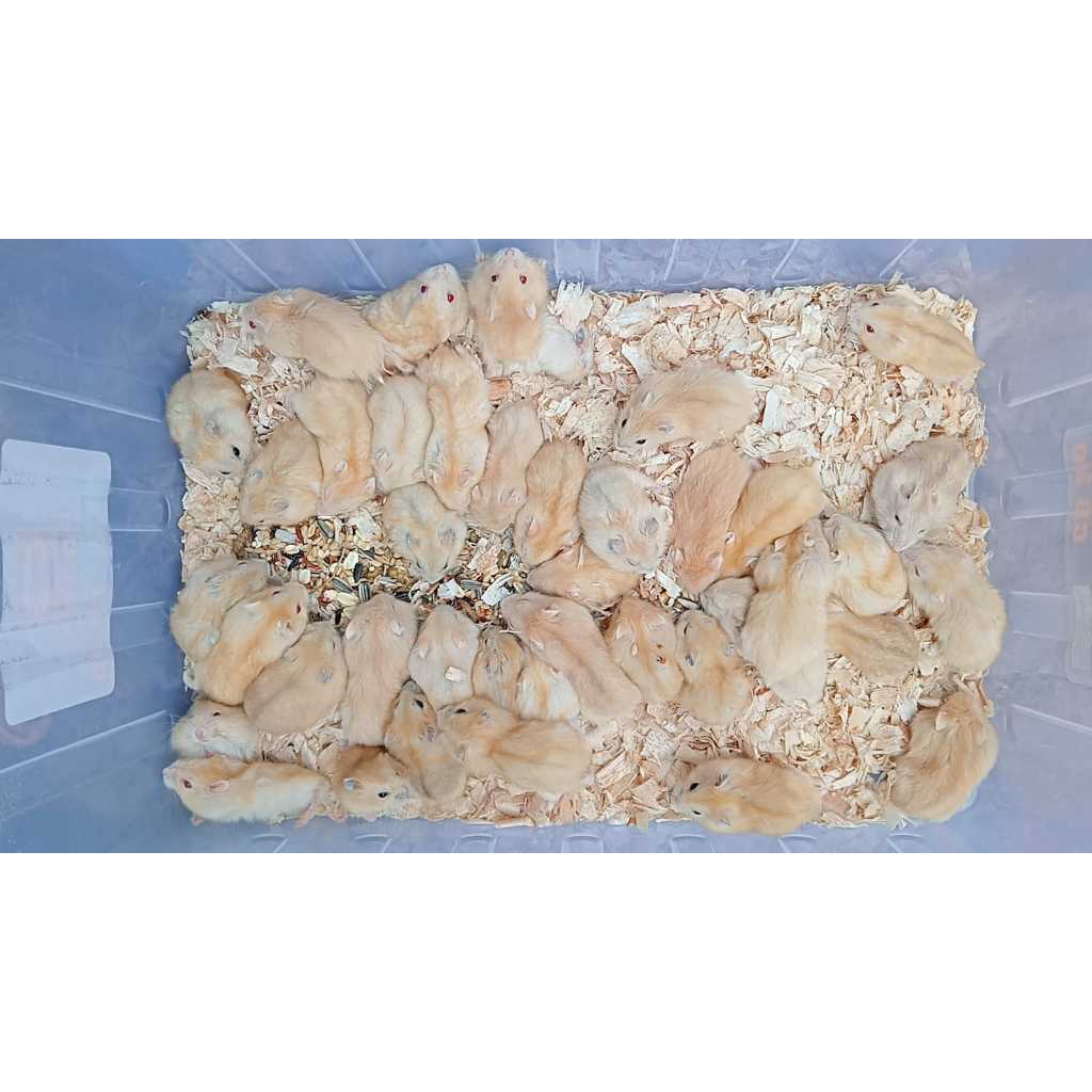 hamster winter golden