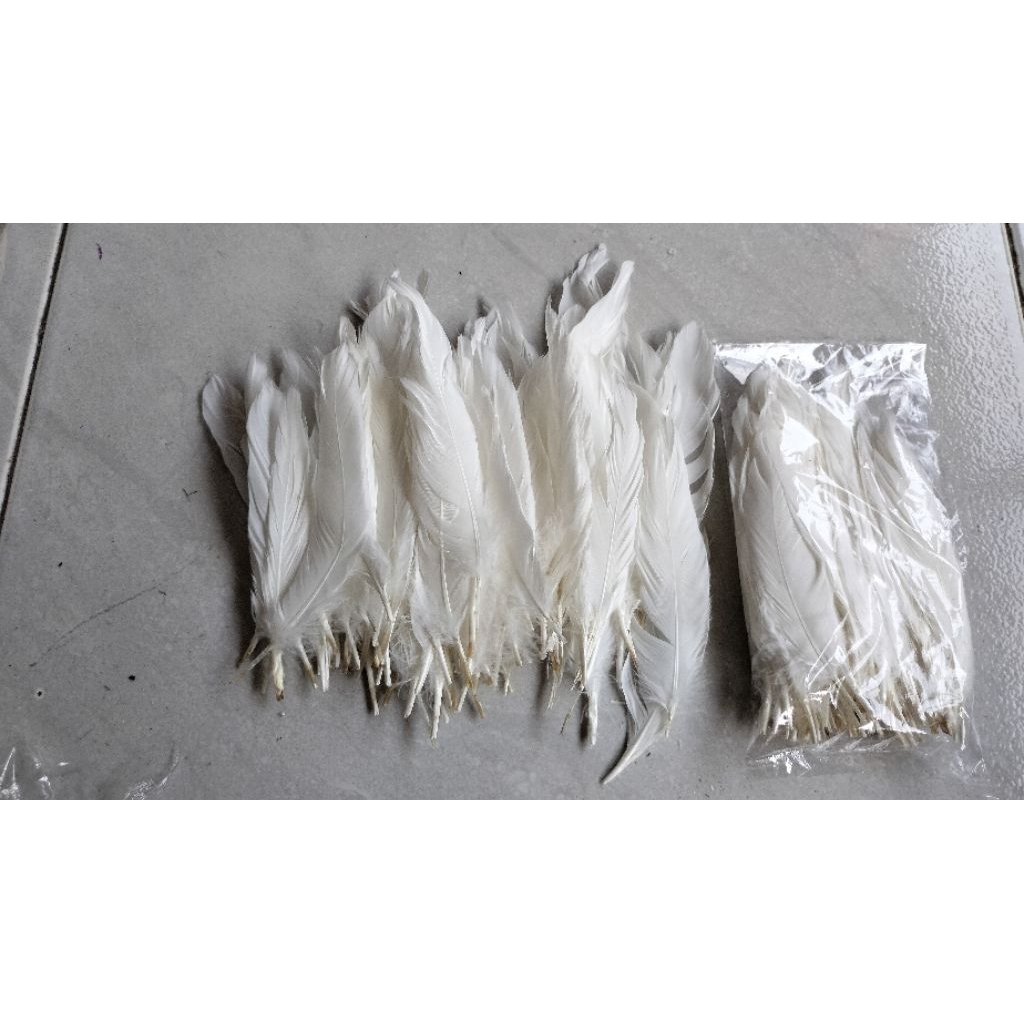 Bulu angsa angsa putih