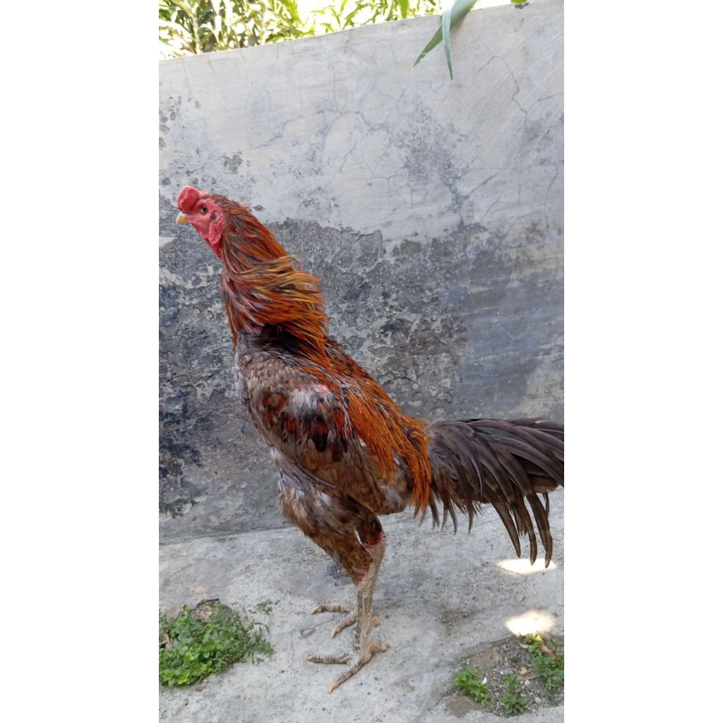 

Telur Ayam Pakoy Fertil Bisa Ditetaskan Original