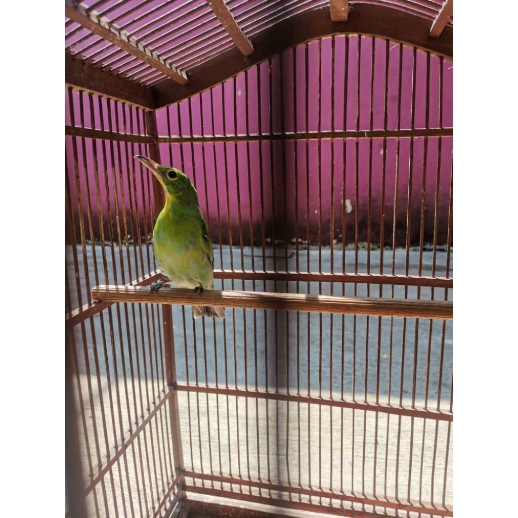 cucak Ijo betina siapan