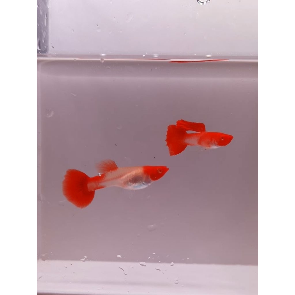 guppy albino koi